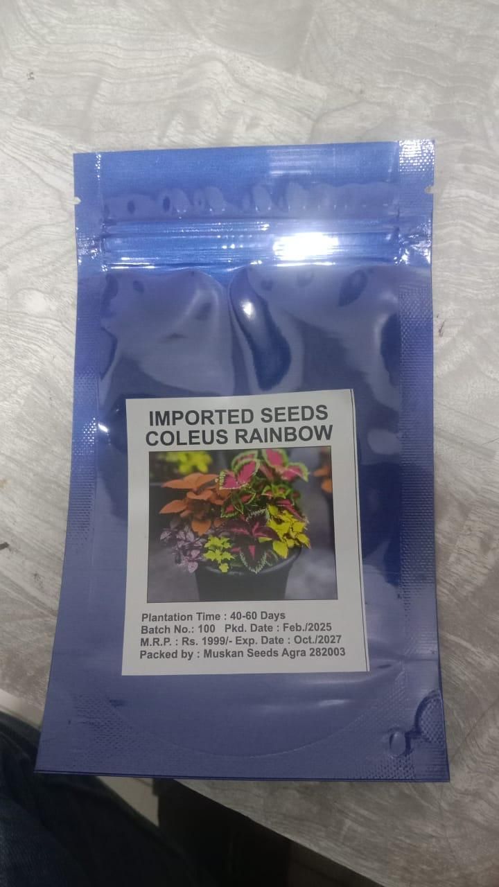 Coleus Rainbow Plant Seeds