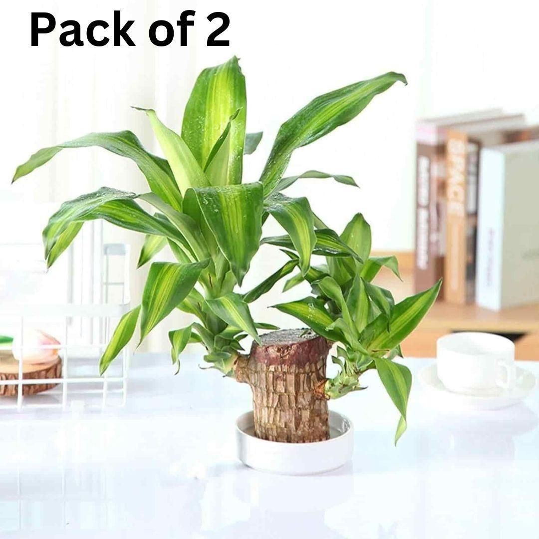 Brazilian Lucky Wood Plant (Pack of 2)