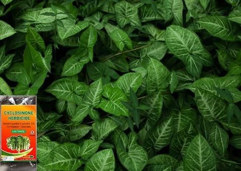 Cyclosinone Herbicide Granules 200 gm Pack of 1