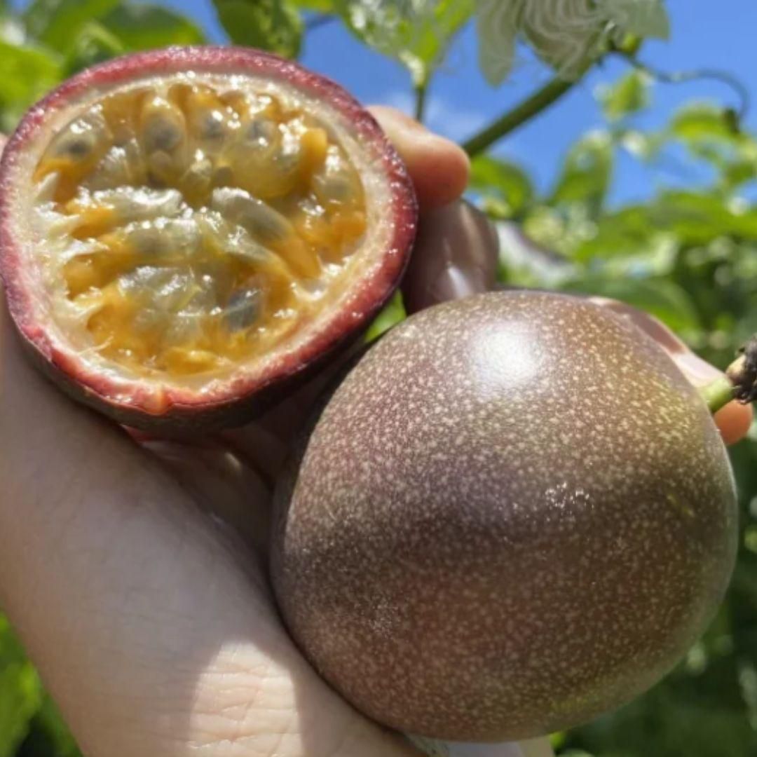 Passion Fruit Seeds