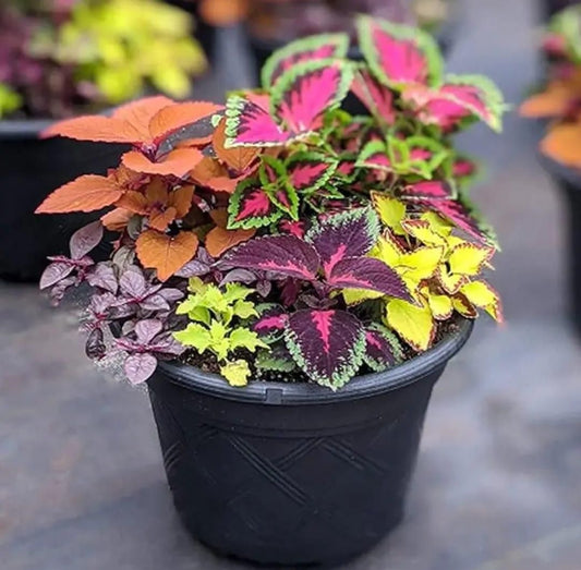 Coleus Rainbow Plant Seeds