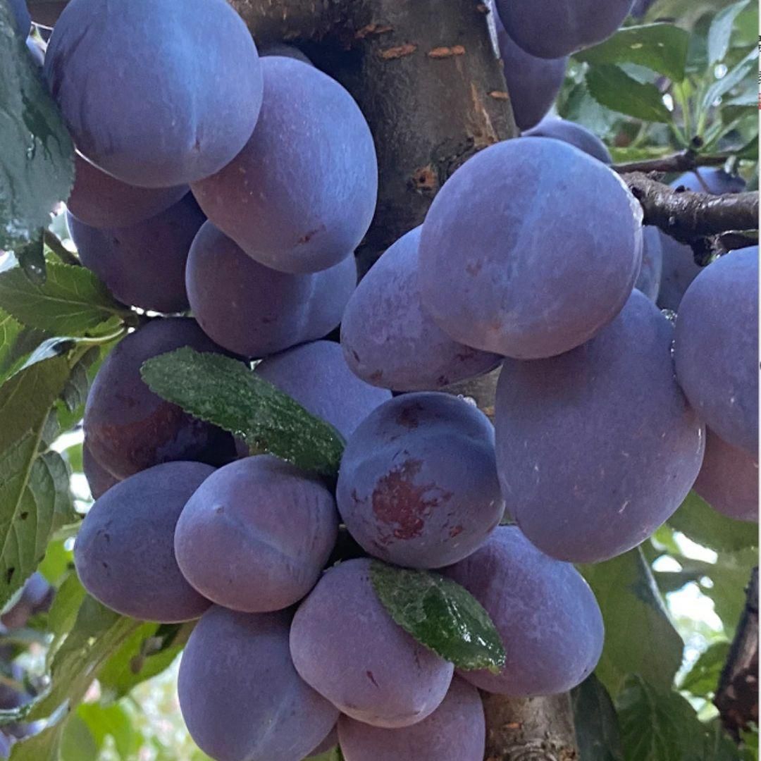 Blue Honey Goddess Plum Seeds
