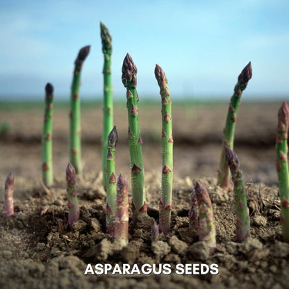 Organic Asparagus Seeds Pack of 25 / 50
