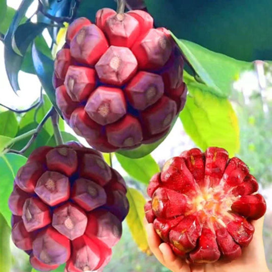 Devil Fruit Seeds