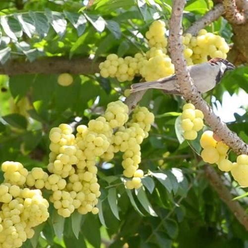 Imported Seeds Gooseberry