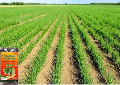 Cyclosinone Herbicide Granules 200 gm Pack of 1