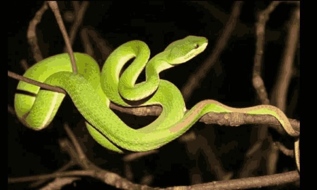 Drive Snake 200g (Pack of 2)