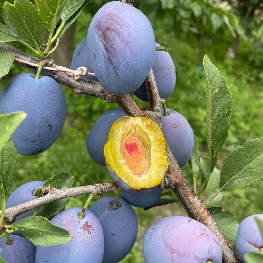 Blue Honey Goddess Plum Seeds