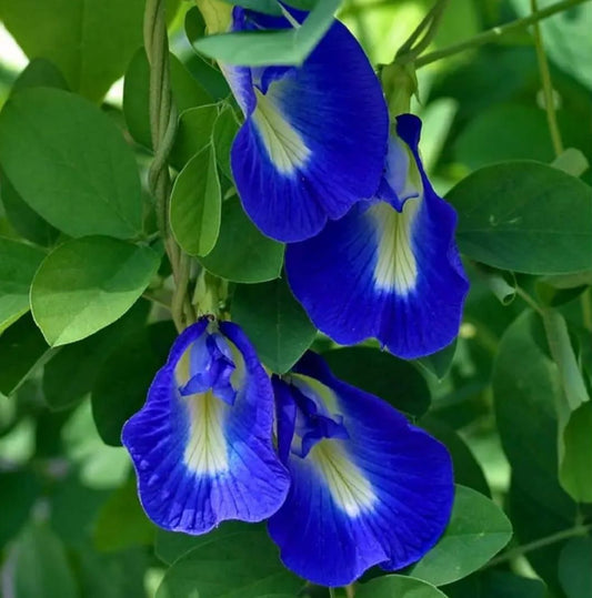 Butterfly Pea Flower Seeds