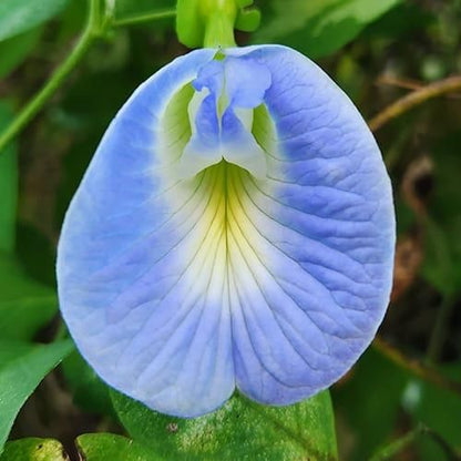 Butterfly Pea Flower Seeds